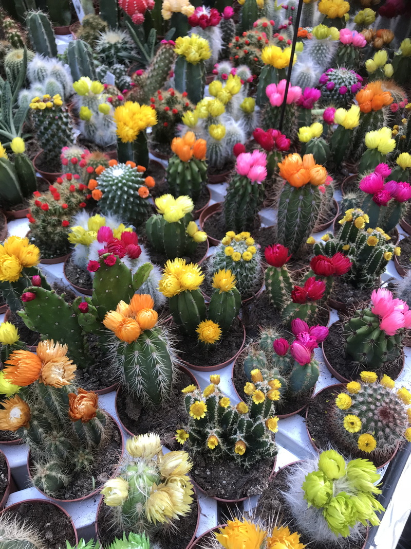 orange flowers, prick, retail display, flower, variation, nature, succulent, bouquet, netherlands, high angle view, no people, freshness, multi colored
