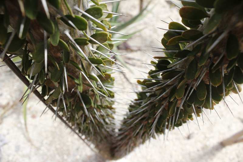 plant part, trees, green, cactus, thorn, spiky, sharp, parc naturel départemental de vaugrenier., focus on foreground, appearances, high angle view, france