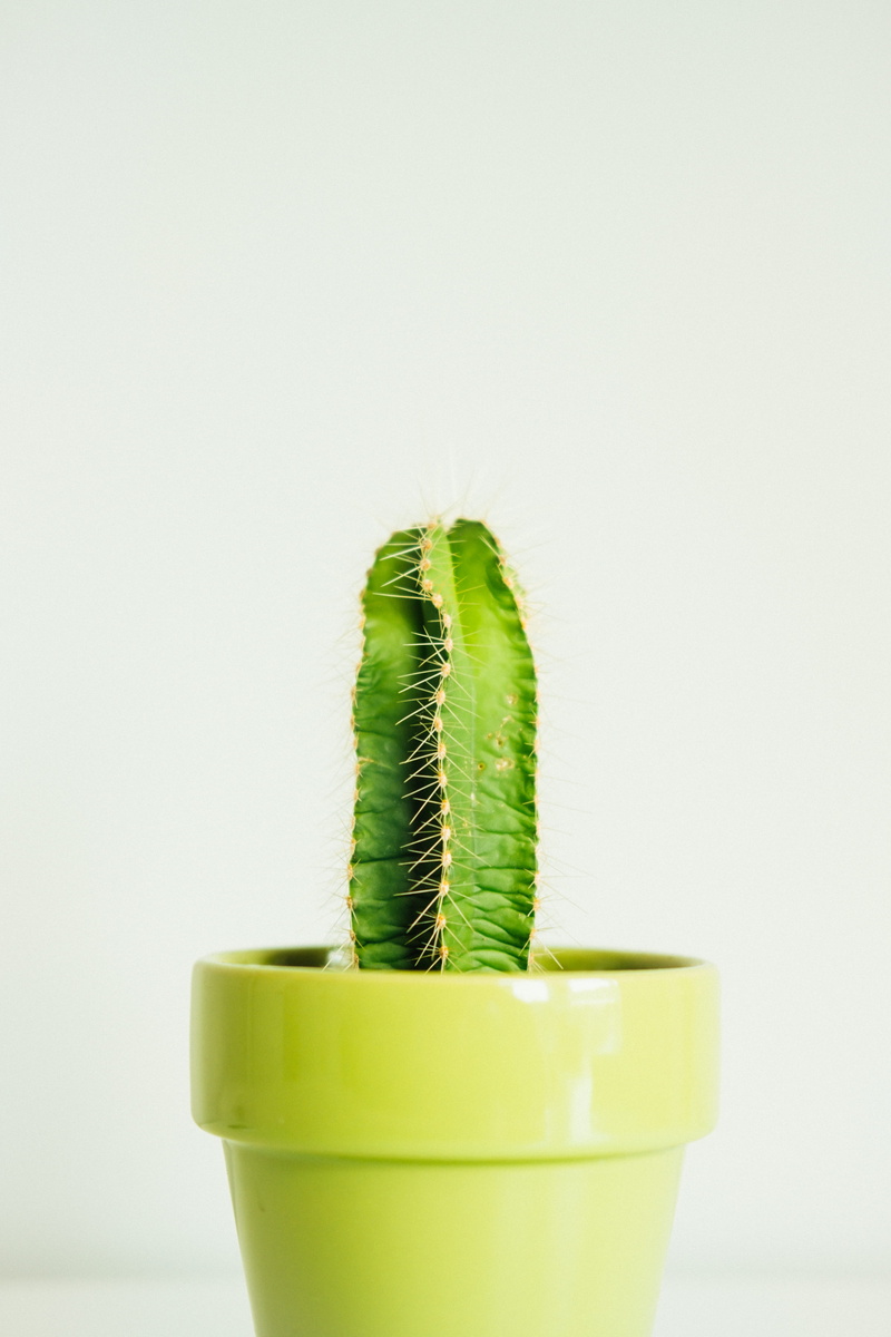 white Background, botany, green Color, macro, houseplant, nature, spiked, close-up, summer, minimal, succulent, cactus, freshness, office, leaf, plants