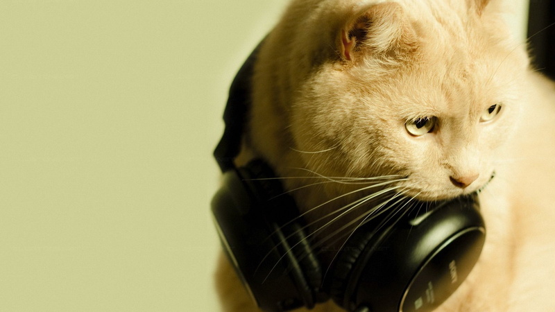 mammal, looking, cat, feline, drinking, no people, colored background, whisker, domestic cat, beige background, animal body part, one animal, vertebrate
