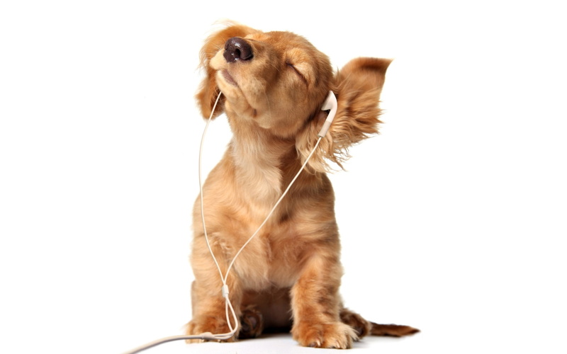 2K, ears, Dog, baldeet, headphones, puppy