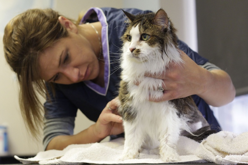 towel, people, mammal, fur, adult, females, vertebrate, feline, indoors, silver, pets, pet owner, body, cute, tabby, animal, cat, care, caucasian Ethnicity