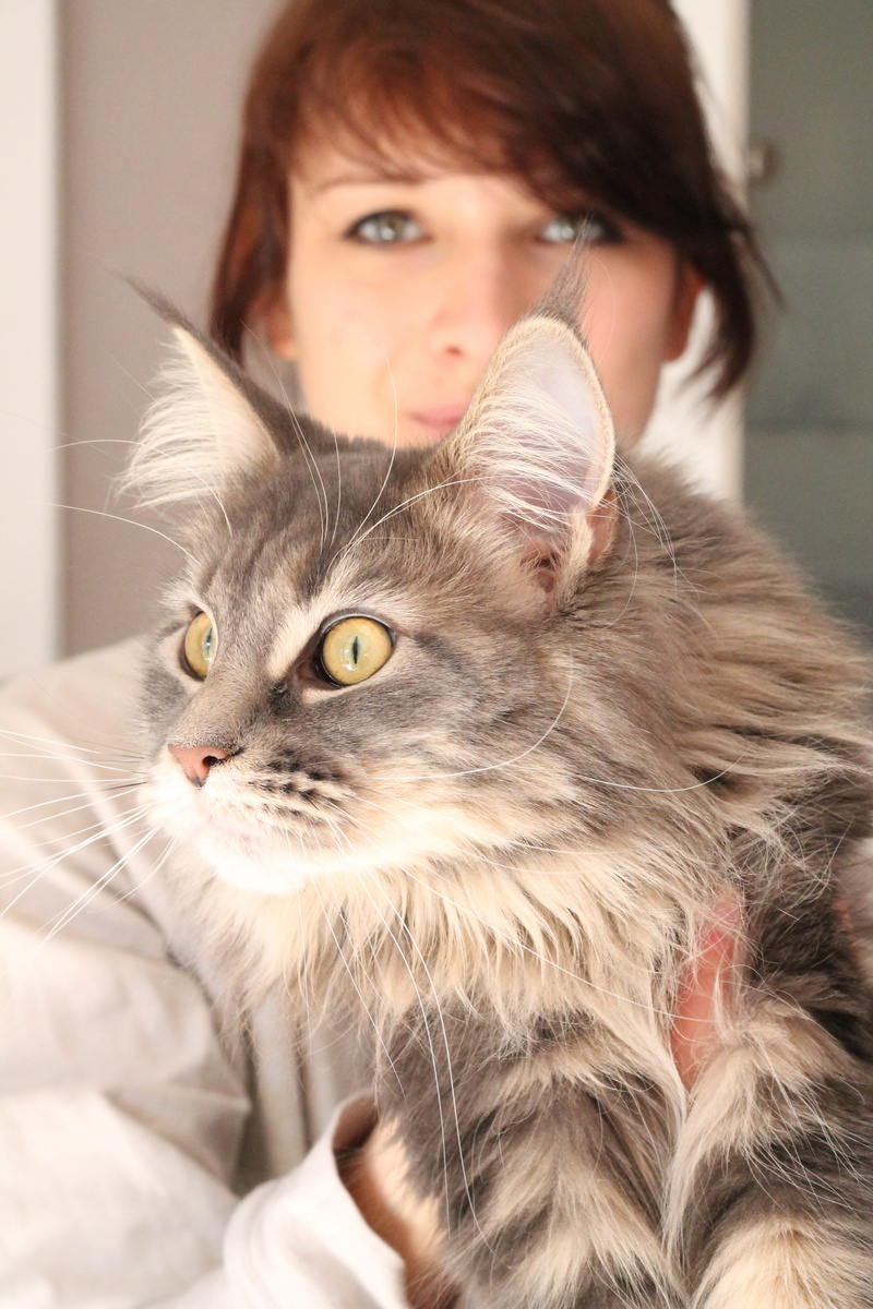 young Adult, kitten, beautiful, domestic Animals, one Person, animals And Pets, one animal, women, people, Gray, cute, beauty, Fur, whisker, domestic, lifestyles