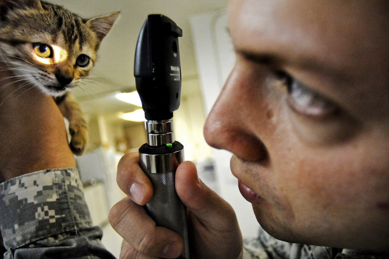 pets, veterinarian, america, healthcare and medicine, feline, medical, mammal, one person, army, person, male, photo, portrait, vertebrate, fur, adult