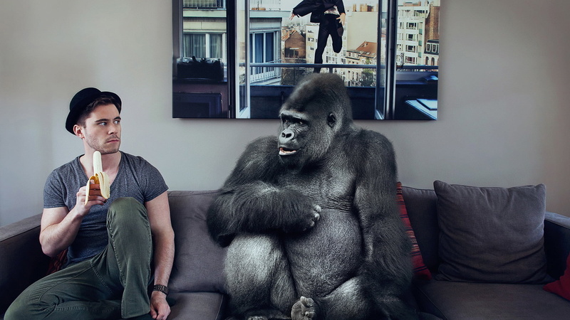 eyes, one animal, leisure activity, hair, domestic room, gorilla, chimpanzee, one person, pretty, primate, sofa, funny, head, fashion, sexy, 1080P, people