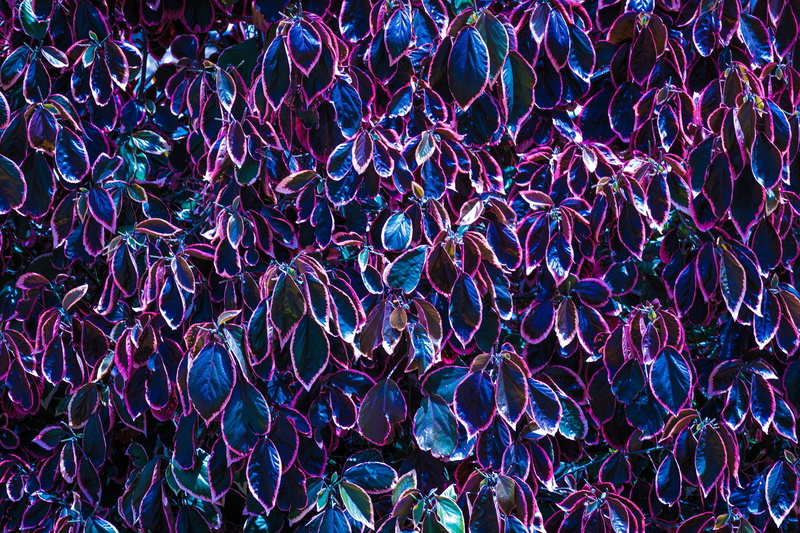 still life, gran canaria, leaf, pattern, photo, abundance, jewelry, purple, multi Colored, garden, plant, abstract backgrounds, textured, summer, large group of objects