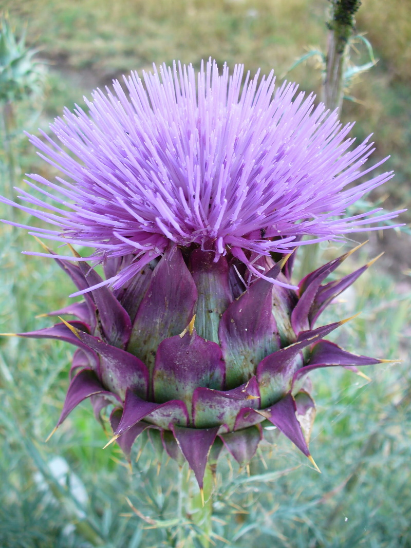 Thistle, no people, growth, outdoors, blossom, bloom, flower head, Purple, 1080P, vulnerability, plant, nature, inflorescence, globe thistle, Nature, day