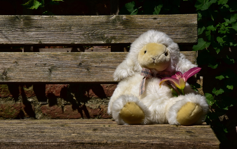 animal representation, wood - material, representation, space, bench, 5K, cute, relaxation, flower, wait, sheep, stuffed toy, animal themes, animal, empty space