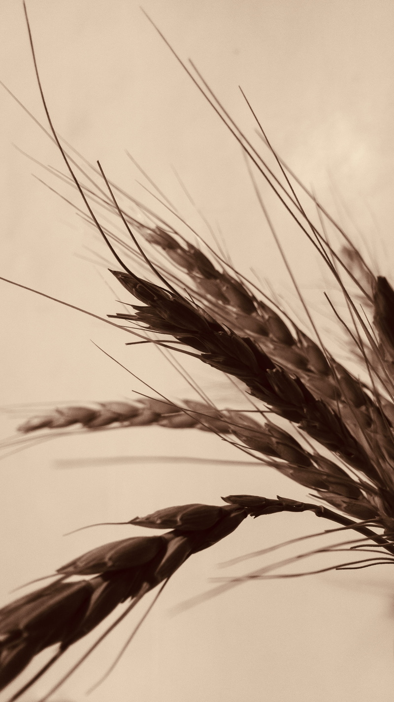 grain, growth, sky, semantic, photo, outdoors, 4K, focus on foreground, day, tranquility, nature, softness, food, environment, low angle view, produce