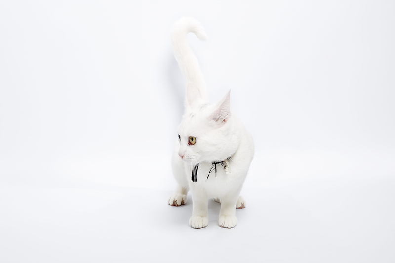 mammal, copy space, indoors, white color, domestic cat, domestic, desktop, 5K, pets, downy, whisker, pet, animal themes, looking, full length, vertebrate