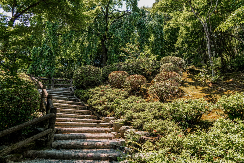 moss, direction, nature, green color, plant, botanical gardens, path, 5K, tranquil scene, growth, stairs, outdoor, climb, the way forward, scenics - nature