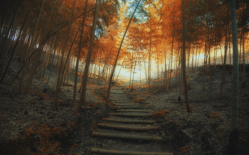 stairs, mist, fall, forest, nature, bamboo, 1080P, path, trees, landscape
