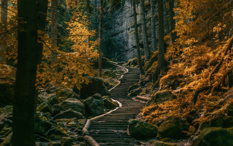 trees, 1080P, forest, dark, nature, path, fall, hills, landscape, stairs, Germany, stones