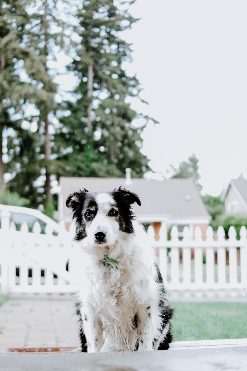 animal themes, fence, climbing, pathway, outdoors, vertebrate, canine, looking at camera, border collie, cocker spaniel, white color, 5K, dog, collie