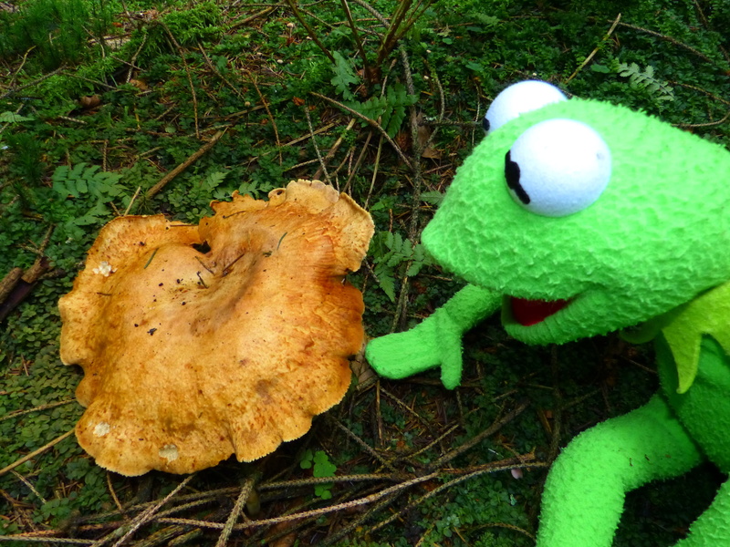land, green color, forest, doll, fungus, grass, leaf, outdoors, field, growth, no people, close-up, mushroom, high angle view, food, vegetable, food and drink