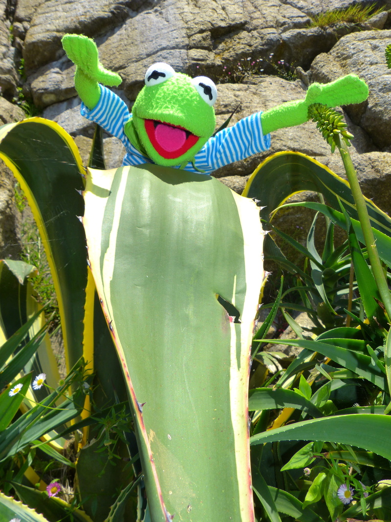 reptile, 4K, Doll, nature, plant part, green color, day, Kermit, representation, childhood, Agave, Frog, close-up, land, look forward, focus on foreground