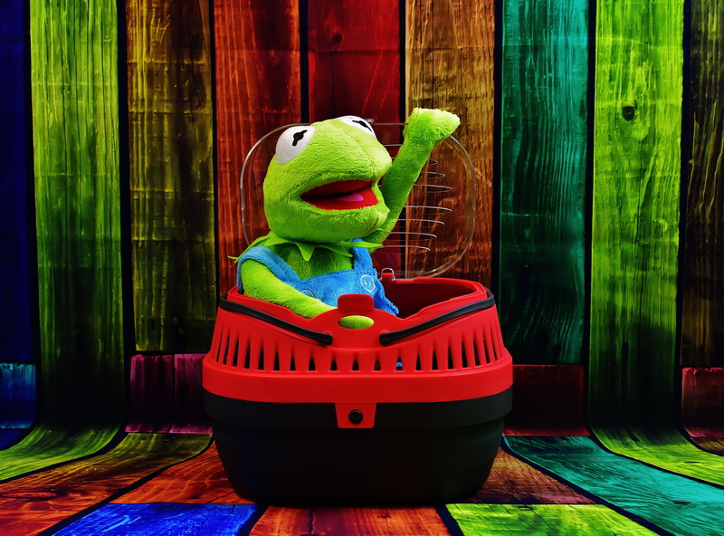 transport box, childhood, indoors, inflatable, funny, pet, 4K, fun, frog, day, kermit, figurine, toy, bowl, outdoors, creativity, wood, no people, wood - material