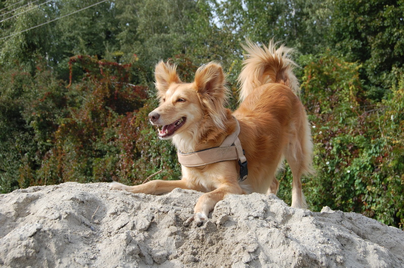 vertebrate, one animal, outdoors, purebred dog, plant, mouth open, Forward, domestic animals, rock - object, 2K, solid, canine, mammal, animal themes