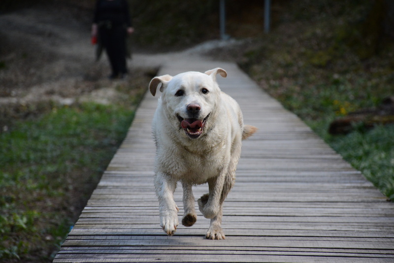 pets, 5K, Nature, domestic animals, animal themes, boardwalk, footbridge, bridge, pet, direction, wood - material, Dog, Labrador, full length, one animal