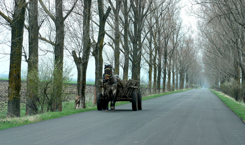 tree trunk, bare tree, transportation, Cart, diminishing perspective, trees, day, full length, treelined, one person, nature, outdoors, Street, road, plant