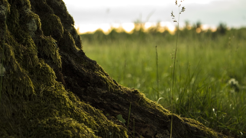 environment, beauty in nature, rural scene, grass, tranquility, focus on foreground, green color, slovakia, agriculture, 5K, field, growth, close-up, outdoors