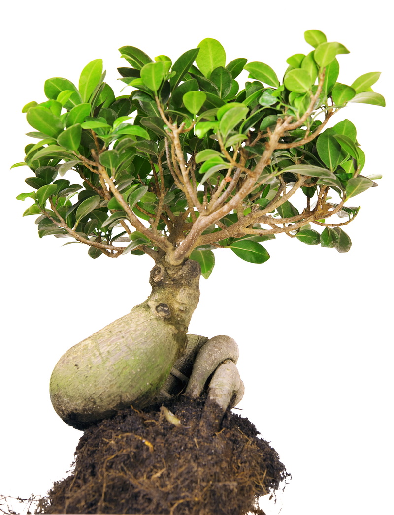 stem, 2K, tree, sky, isolated, bonsai tree, sprout, environment, white background, low angle view, food, growing, small, green color, outdoors, spring