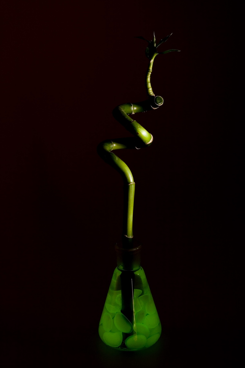 4K, industry, freshness, chemistry, beginnings, experiment, tubes, plant, cut out, copy space, wellbeing, black background, green color, sciences, glass