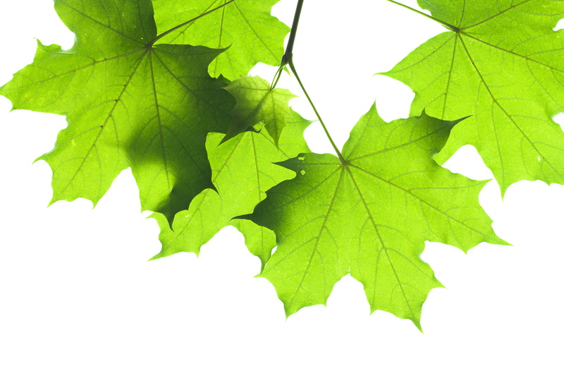 copy space, nature, leaf vein, cultivation, outdoors, risen, closeup, agriculture, close-up, 2K, sprout, ecology, cut out, greening, trunk, new, increase