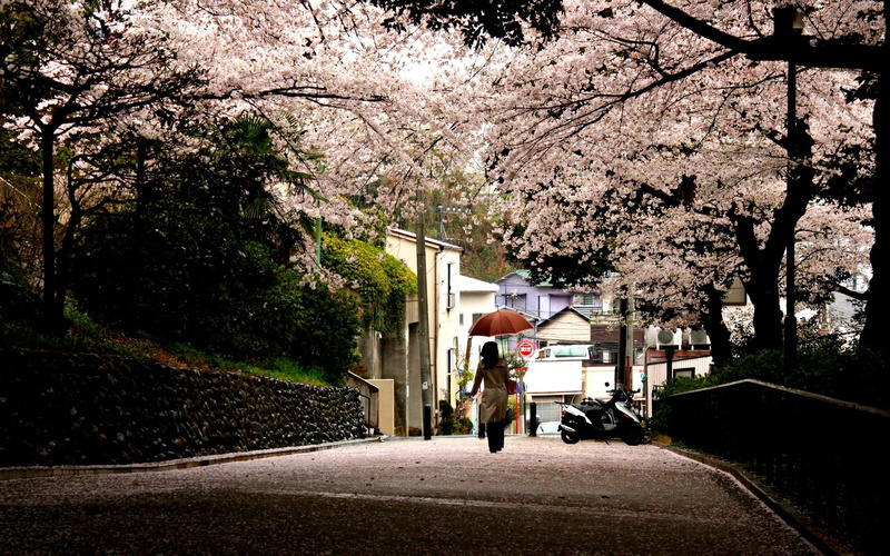park, blossom, nature, full length, women, walking, built structure, growth, day, color Image, the way forward, springtime, sidewalk, lifestyles, people