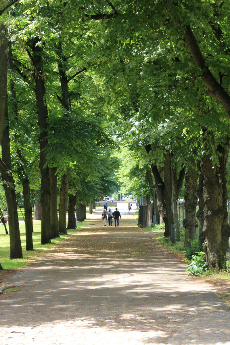 walk, men, sunlight, riding, land vehicle, growth, incidental people, park, plant, the way forward, nature, forest path, footpath, real people, two people