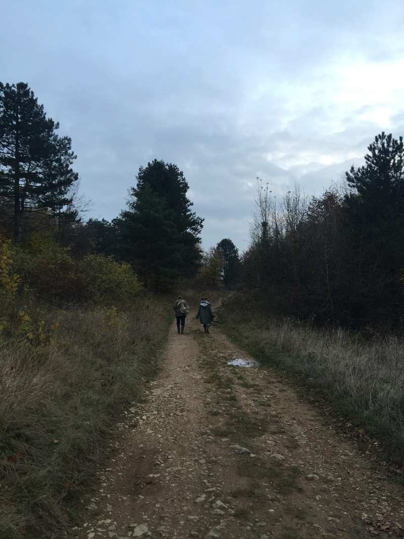 growth, lifestyles, plant, 2K, two people, forest, tree, transportation, the way forward, path, outdoors, land, footpath, walking, trail, nature, cloud - sky