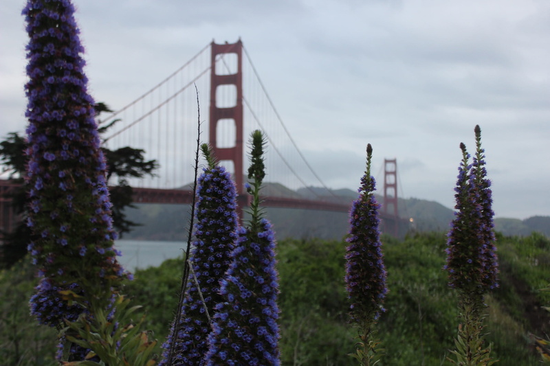 bright, california, flowers, stunning, sky, architecture, focus on foreground, day, bridge, san francisco, built structure, frisco, golden gate, red, bridge - man made structure