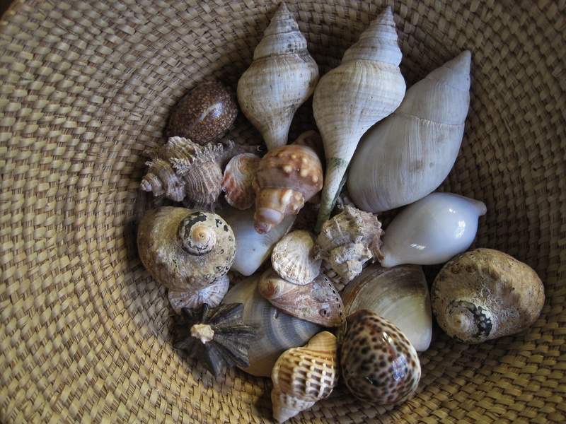 luxury, protective, Hard, marine life, shapes, formations, sharp, ingredient, solid, garlic clove, 1080P, seashell, garlic, close-up, large group of objects