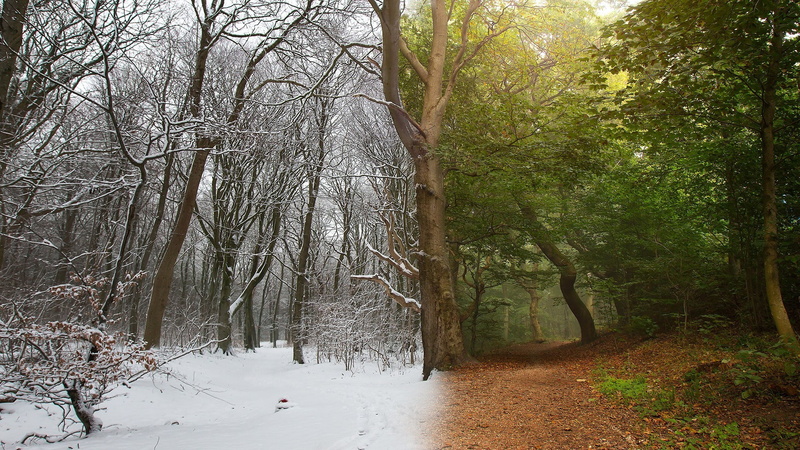 Photoshopped, 1080P, split view, nature, Dirt Road, branch, forest, snow, Photo Manipulation, leaves, Trees, winter, landscape, Spring