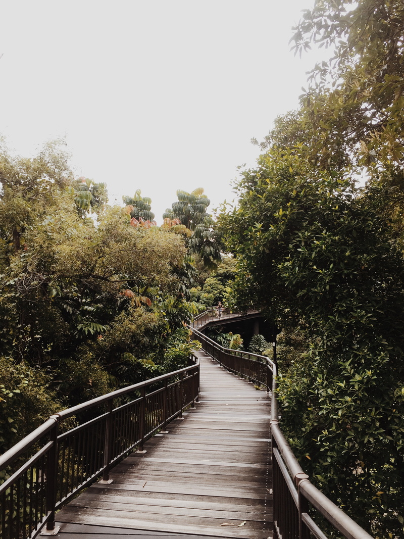 walk, direction, sky, foliage, handrails, metal railings, day, scenic, green, bridge, railing, outdoors, no people, bridge - man made structure, wooden