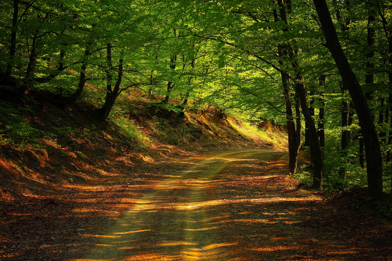 no people, surrounded, spring, outdoor, landscape, plants, woodland, growth, idyllic, tree, land, scenics - nature, forest, daytime, trees, 2K, day, brown