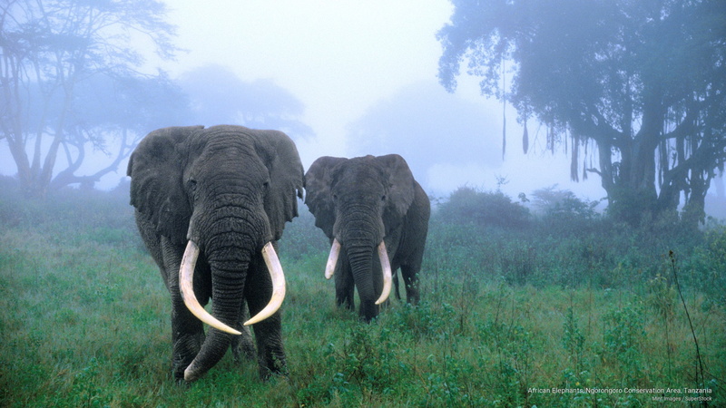 tanzania, ngorongoro, Animals, african, 2K, conservation, area, elephants
