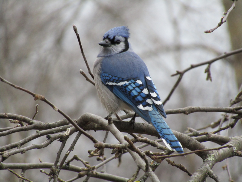 nature, animals in the wild, perch, no people, canada, blue jay, countryside, full length, animal themes, looking, bird, jay, wildlife, focus on foreground