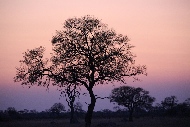 rural scene, environment, pink sky, africa, sky, 5K, tranquil scene, savannah, land, nature, africa sunset, safari, landscape, sunset, dusk, orange color