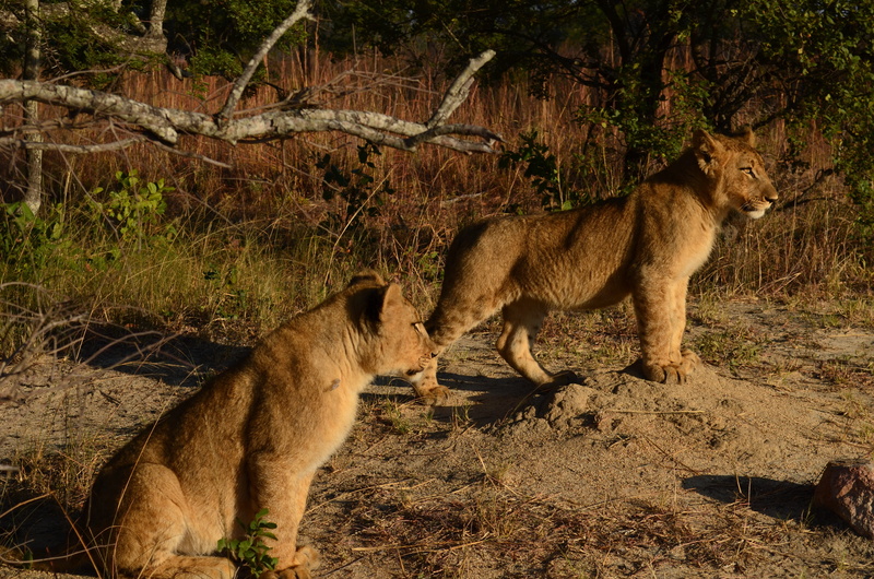 Zimbabwe, Cub, two, Lion, vertebrate, domestic animals, land, big Cat, animal wildlife, group of animals, feline, nature, Cubs, female animal, carnivore