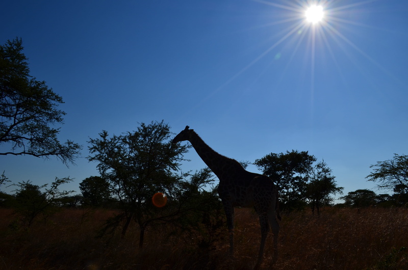 Africa, day, 4K, animal, mammal, sky, wildlife, plant, sunbeam, low angle view, land, sunlight, wild animal, Silhouette, blue, wild, outdoors, animal themes