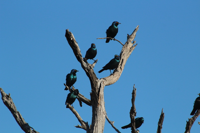 perching, Safari, low angle view, sky, Bird, branch, birds, animal themes, 5K, plant, one animal, zimbabwe, blue, animal wildlife, Animal, Africa, tree