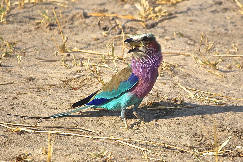 no people, bird, feather, animals in the wild, 1080P, vertebrate, outdoors, close-up, field, sunlight, nature, shadow, zimbabwe, animal, land, high angle view