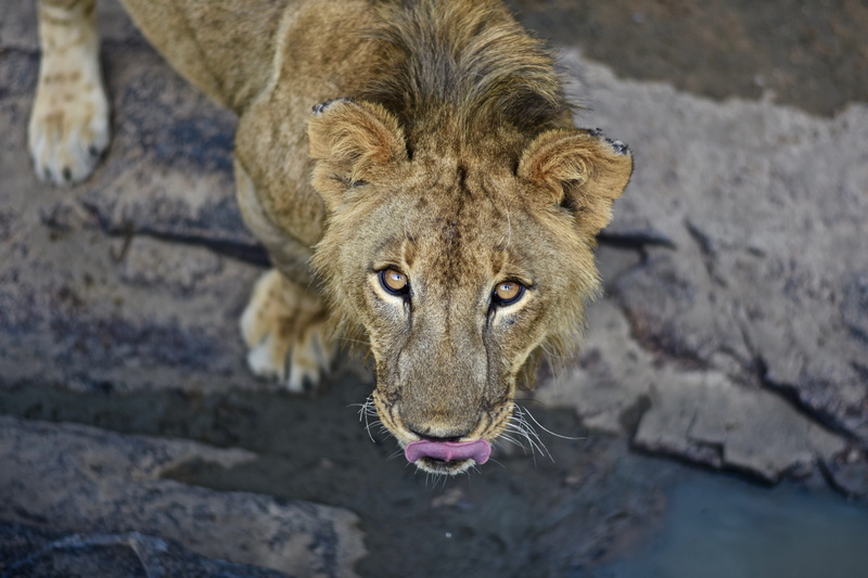 looking at camera, lion, outdoors, panther, one animal, lioness, aggression, mouth, cougar, focus on foreground, lion eyes, close-up, animal wildlife, mammal
