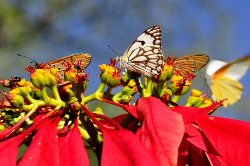invertebrate, fragility, beauty in nature, insect, 2K, colorful, zimbabwe, butterflies, plant, outdoors, butterfly, flower head, africa, butterfly - insect