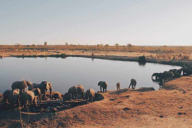 animals in the wild, group of animals, day, desert, herd, watering hole, lake, copy space, sunlight, sky, domestic, animal themes, surrounding, land, no people
