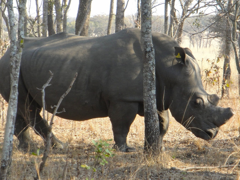 tree, vertebrate, land, 1080P, Africa, outdoors, animals In The Wild, no people, nature, animal wildlife, wild Animals, wildlife, animal, domestic animals