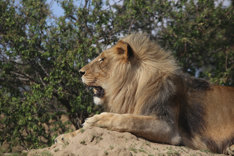 carnivora, 5K, animal, near, nature reserve, bush, day, lion - feline, mammal, shrub, one animal, cat, african plain, desert, animal themes, warm, looking away