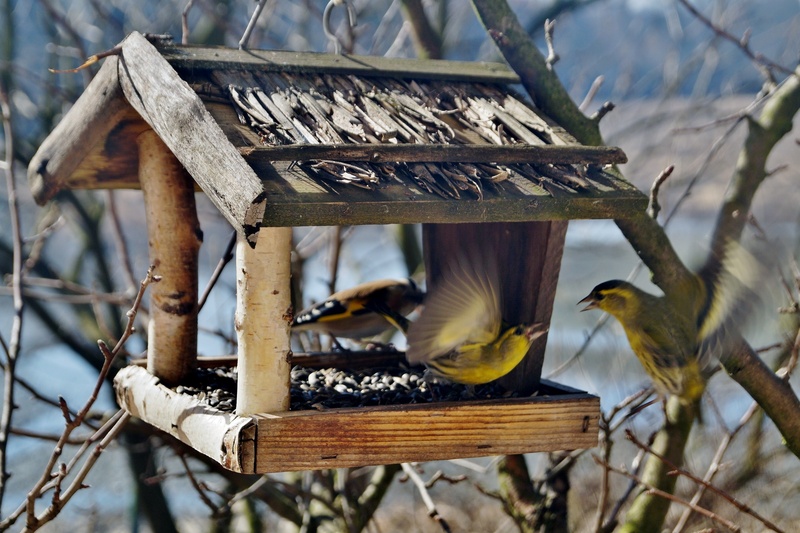 vertebrate, wooden, wood - material, yellow, dogfight, bird feeder, no people, outdoors, nature, animal, close-up, bird, brown, animal wildlife, passerine