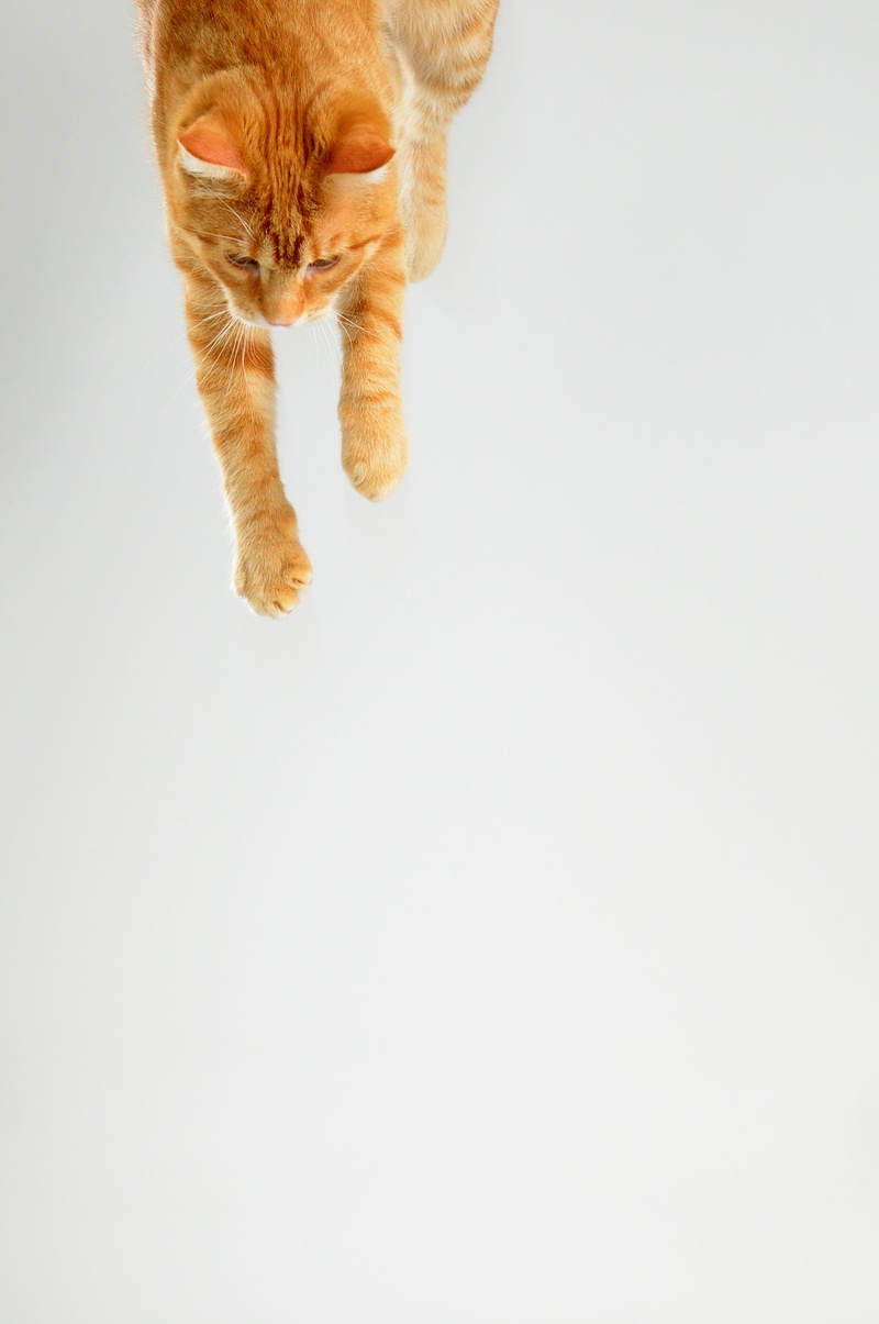 no people, pets, domestic animals, copy space, animal themes, mid-air, leaping cat, white background, animal hair, in the jump, small, jump, cat, full length